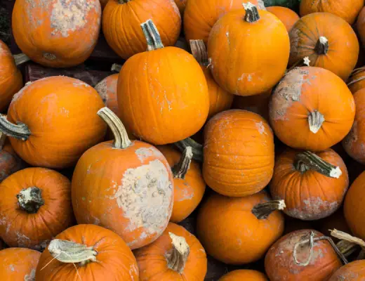 how-to-keep-pumpkins-from-rotting-common-cents-mom